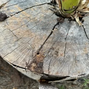 Close-up of termites and mud tubes emerging from cracks in a weathered tree stump.