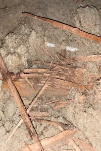 Termite damaged timber fragments and mud galleries in soil beneath a house.