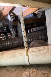 Termite mud galleries and damage on timber framing in a roof cavity with exposed insulation.