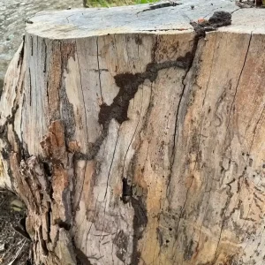 Close-up of termite mud trails and damage on a cut tree stump with visible galleries in the wood.
